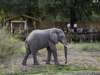 Flatdogs Jackalberry Tree House - elephant in front of lodge